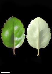 Veronica hulkeana subsp. hulkeana. Leaf surfaces, adaxial (left) and abaxial (right). Scale = 10  mm.
 Image: P.J. Garnock-Jones © P.J. Garnock-Jones CC-BY-NC 3.0 NZ